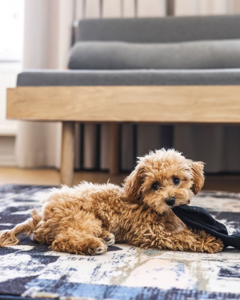 Helsinki_Pet_Hotel_The_Folks_Hotel